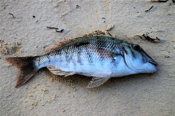 梦见大鱼死了是什么意思