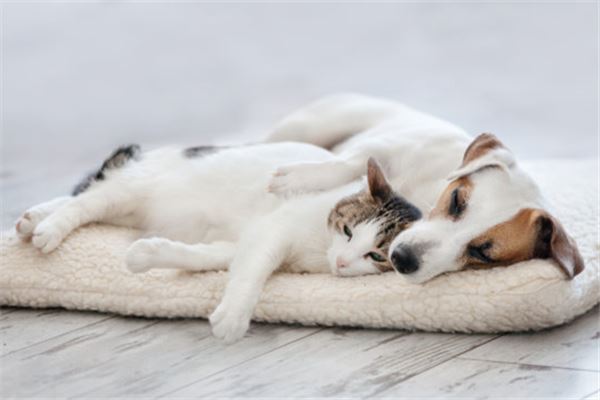 梦见猫和狗是什么意思