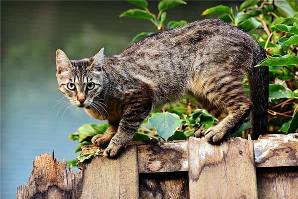 被猫追