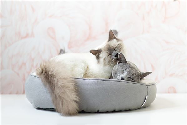 梦见两只猫是什么意思
