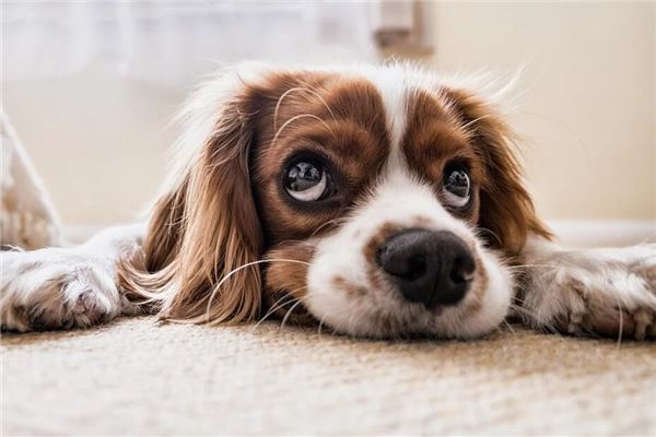 梦见捡了只狗带回家养是什么意思