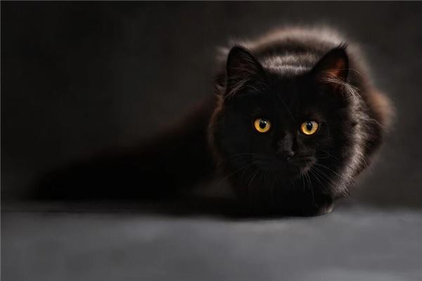 梦见大黑猫是什么意思