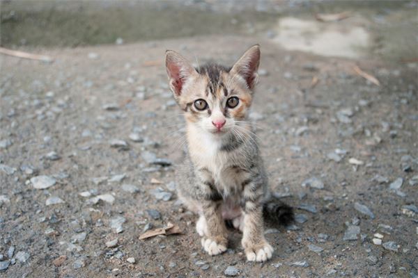 梦见猫吃鱼是什么意思