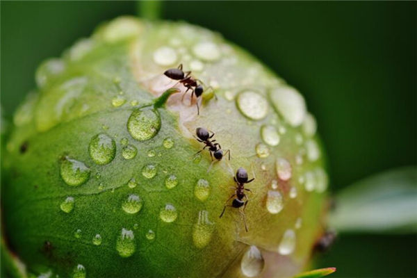 梦见蚂蚁成群是什么意思