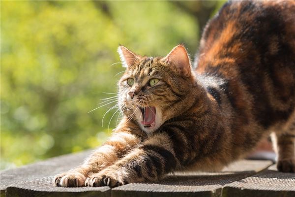 梦见做梦被猫咬到脚是什么意思