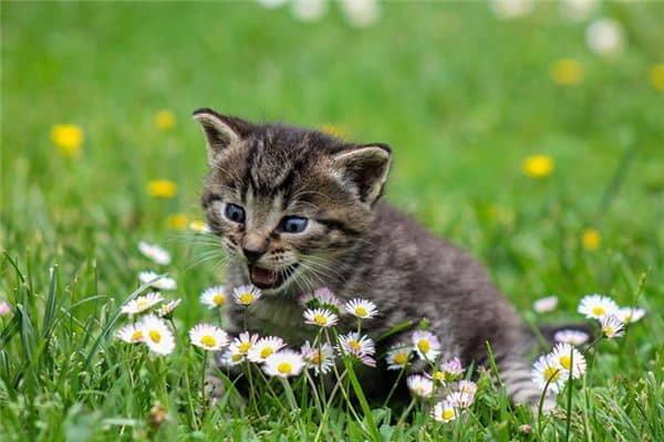 猫叫