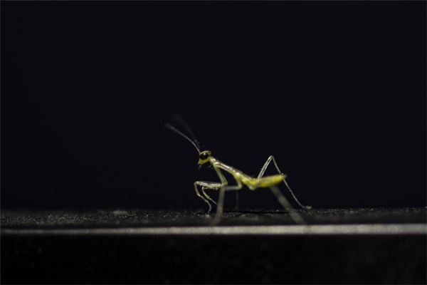 梦见螳螂爬身上是什么意思