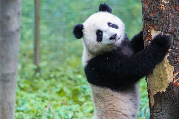 梦见熊猫是什么意思