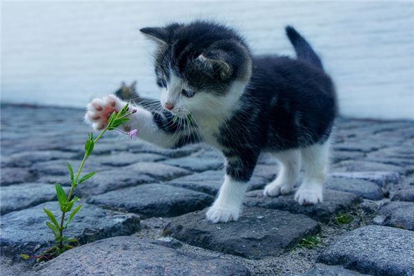 宠物