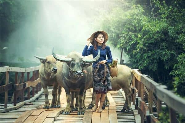 梦见女人牛打架是什么意思