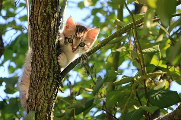 梦见猫跟着我赶不走是什么意思