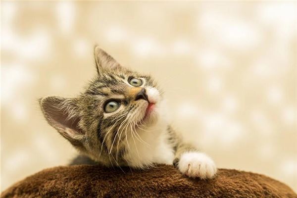 猫受伤