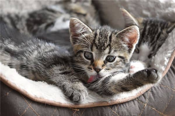 梦见养了一只猫是什么意思