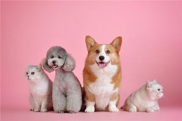 梦见一只狗是什么意思