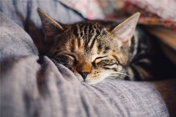 梦见宠物猫是什么意思