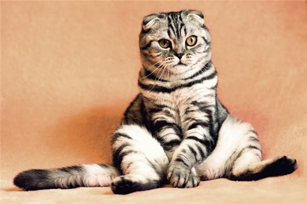 梦见很多猫是什么意思