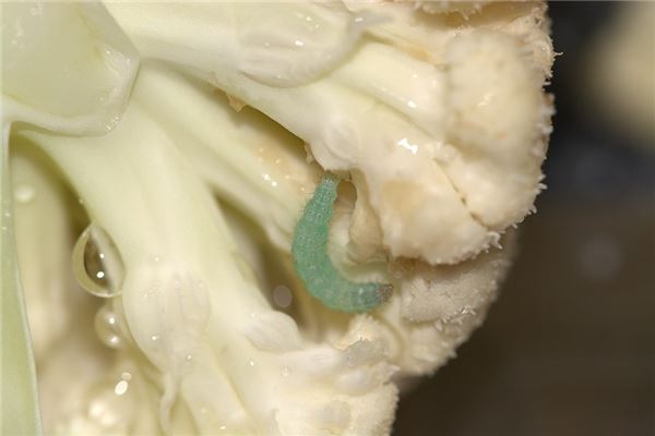 梦见长虫是什么意思