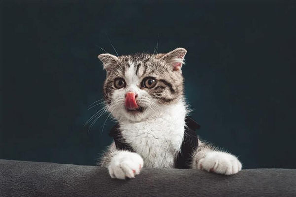 被猫咬手