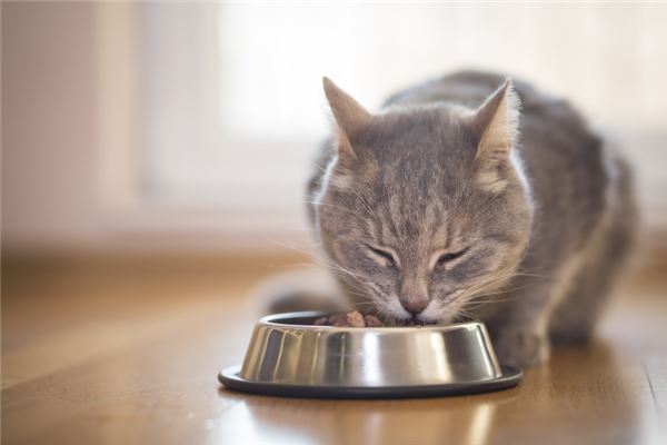 梦见猫撒尿是什么意思