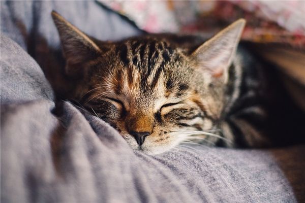小猫