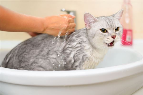 梦见猫抓人是什么意思