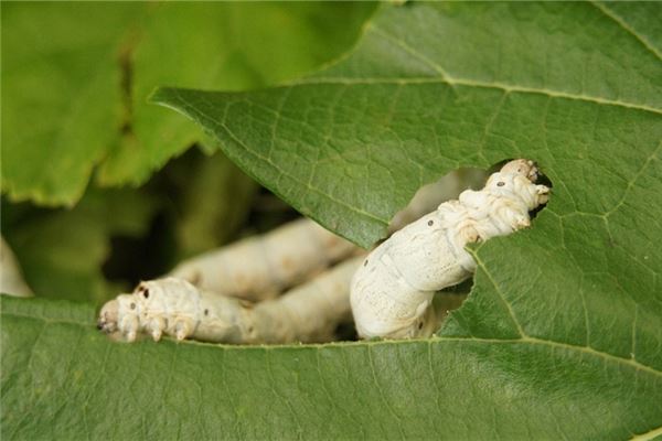 梦见养蚕是什么意思