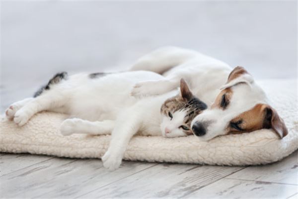 梦见猫和狗是什么意思