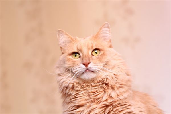 梦见自己的猫是什么意思