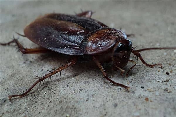 梦见蟑螂是什么意思