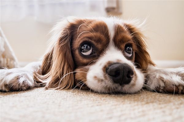 打狗