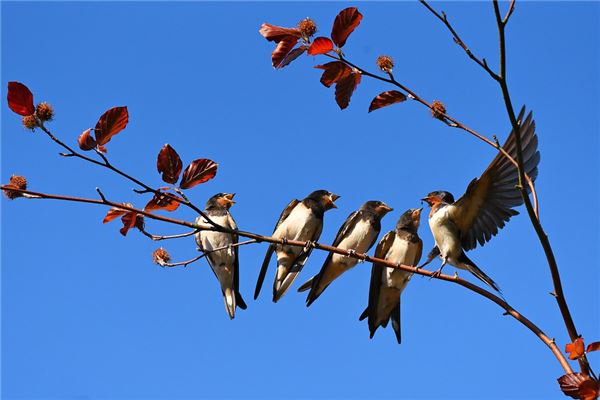 梦见燕子是什么意思