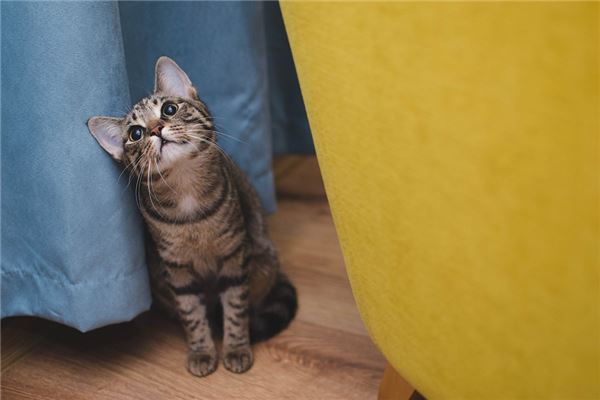 梦见大猫是什么意思