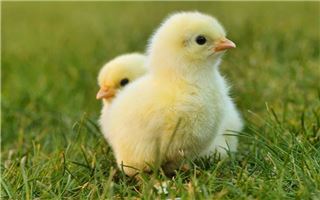 梦见鸡是什么意思
