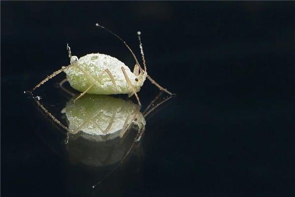 梦见自己身上有虱子是什么意思