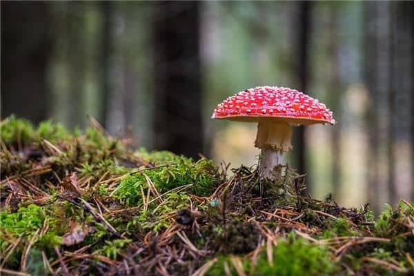 梦见蘑菇是什么意思