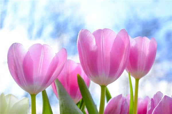 梦见漂亮的花是什么意思