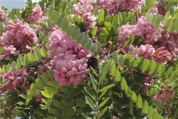 梦见槐花洋槐花是什么意思