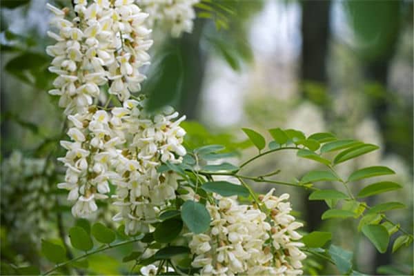 梦见槐花是什么意思