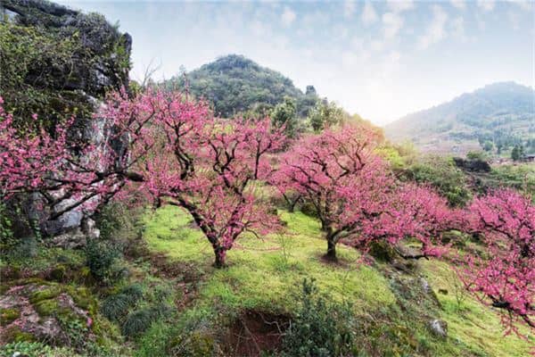 梦见梅花是什么意思