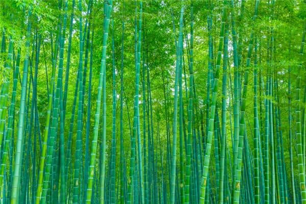 梦见竹林是什么意思