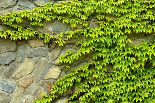 梦见攀缘植物攀援植物是什么意思