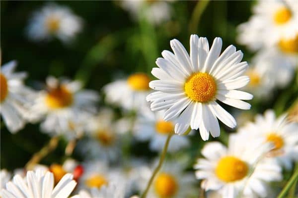 梦见白花是什么意思