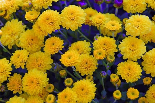 梦见黄菊花是什么意思