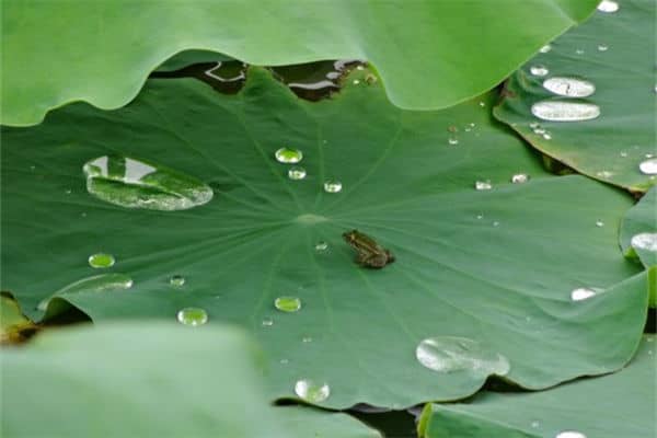 梦见荷叶是什么意思