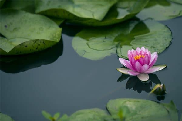 梦见荷花是什么意思