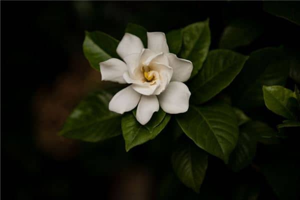 梦见栀子花是什么意思