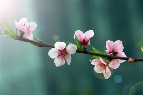 梦见桃花是什么意思