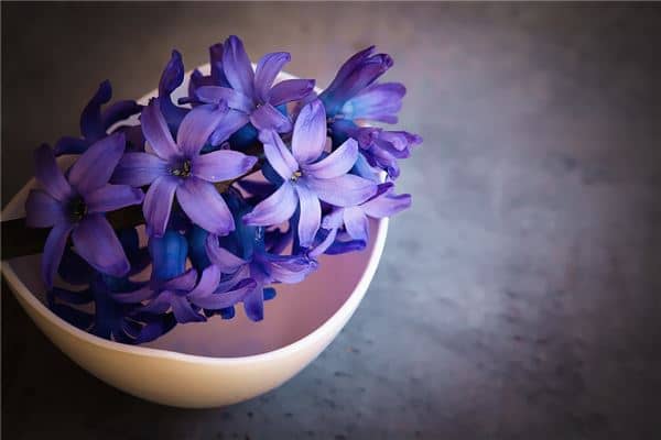 梦见紫色的花是什么意思