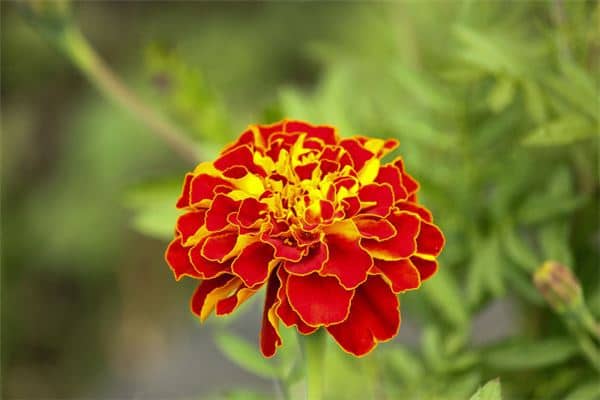 梦见花是什么意思