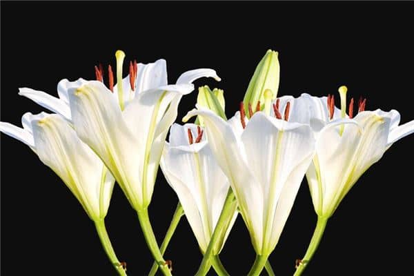 梦见百合花是什么意思